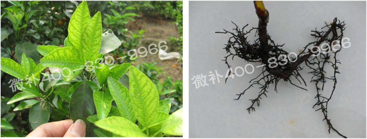 微補(bǔ)由國(guó)際植物營(yíng)養(yǎng)專家領(lǐng)銜的微肥企業(yè),40年微肥經(jīng)驗(yàn),針對(duì)80多種農(nóng)作物,有100多個(gè)微肥產(chǎn)品,涵蓋葉面肥,沖施肥,水溶肥等.咨詢熱線:400-830-9966微補(bǔ)系列微肥,質(zhì)量好,肥效高,見效快,后勁大,無公害.