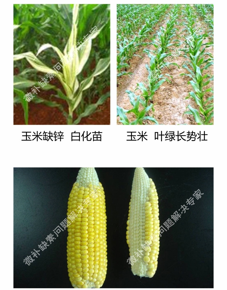 微補(bǔ)苗力750_副本9.jpg