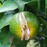 裂果 裂果