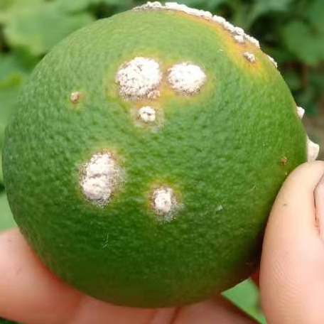 潰瘍果 潰瘍果