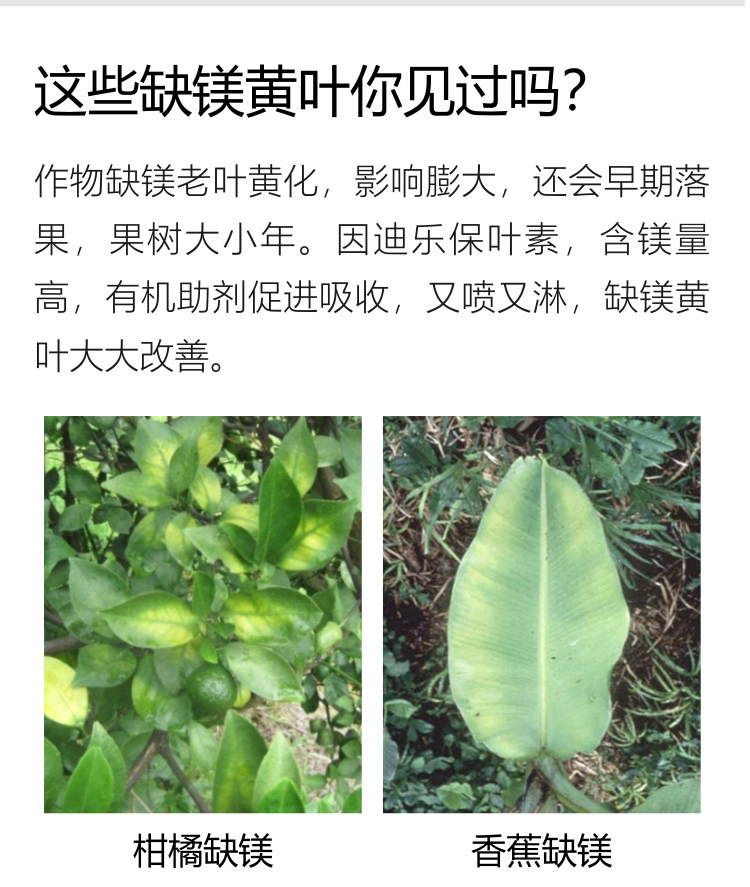 因迪樂有機(jī)保葉素_03.jpg