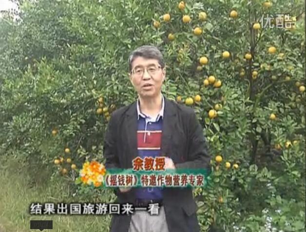 20160111珠江臺搖錢樹：貢柑大場樹弱黃葉，今年樹勢大翻身果靚還高價(jià)！