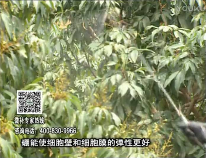 20170313珠江臺(tái)搖錢樹：荔枝噴微補(bǔ)果力+硼力，保果好