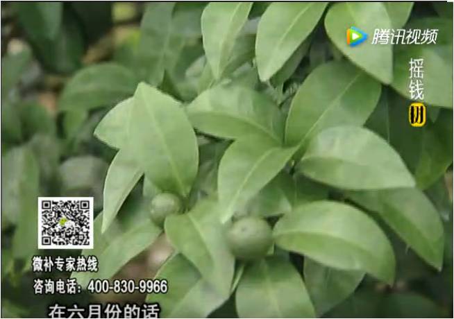 珠江臺搖錢樹：柑橘樹如何調(diào)酸保葉？